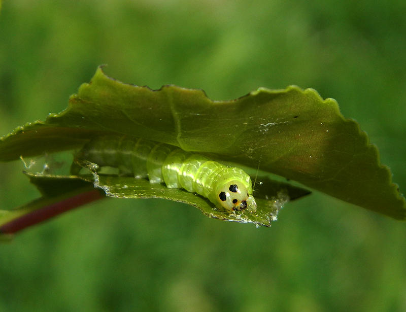 Sfarfallamenti di Boudinotiana notha - Geometridae